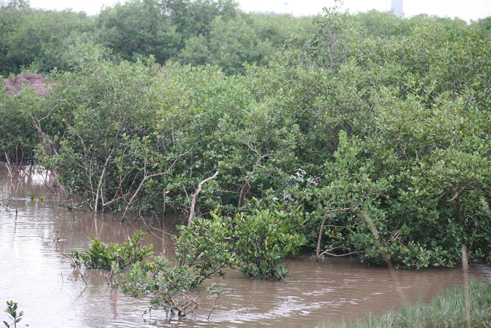 Đến nay, trên địa bàn xã Phù Long diện tích rừng ngập mặn được trồng và bảo vệ đã lên tới hàng trăm ha.