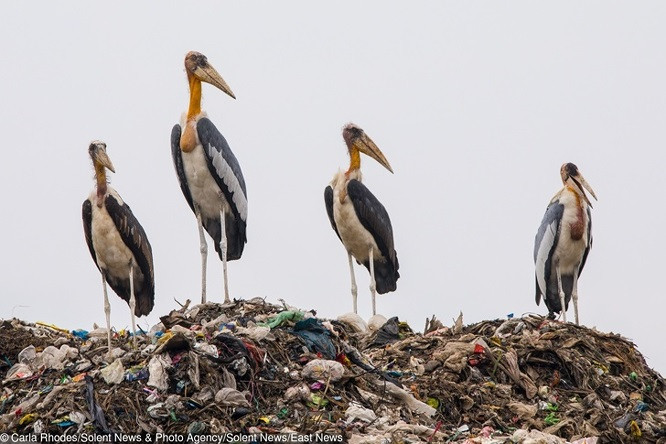 4. Hình ảnh đau lòng về những con cò đang bị đe dọa nghiêm trọng khi đang kiếm ăn tại một bãi rác.