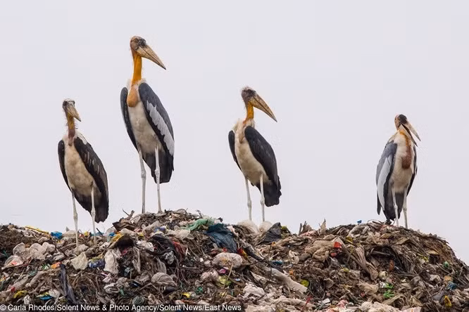 4. Hình ảnh đau lòng về những con cò đang bị đe dọa nghiêm trọng khi đang kiếm ăn tại một bãi rác.