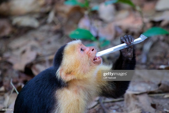 x17. Một con khỉ chơi với ống hút nhựa.