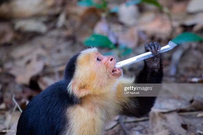 x17. Một con khỉ chơi với ống hút nhựa.