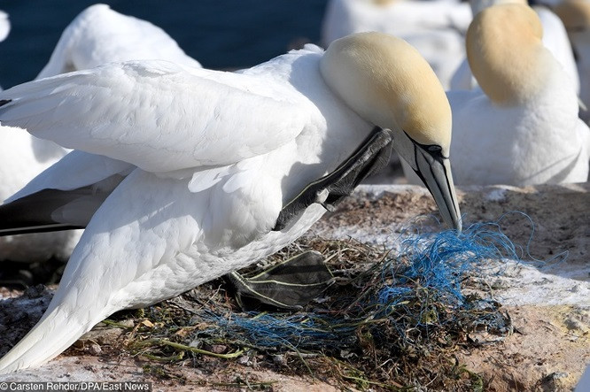 11. Vùng đất ô nhiễm đến mức những con chim này phải làm tổ bằng nhựa.