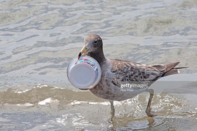 16. Con chim biển này kiếm được một hộp nhựa.