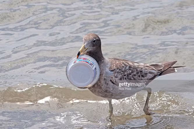 16. Con chim biển này kiếm được một hộp nhựa.