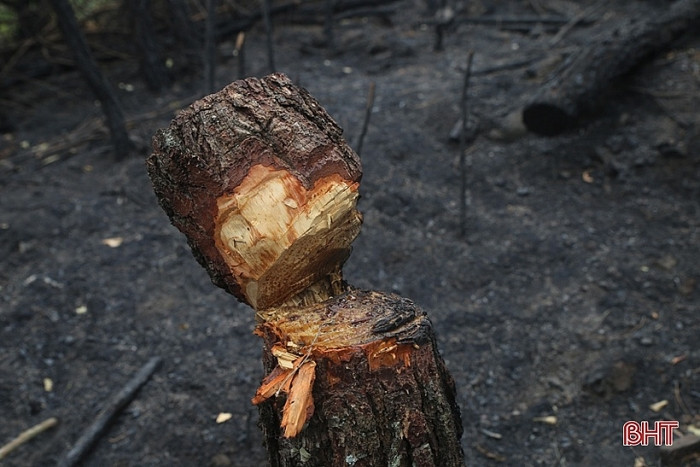 Thân cây được chặt để làm đường băng cản lửa cũng bị bén lửa.