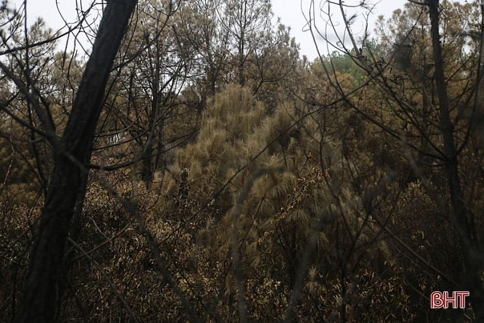 Màu vàng của lá...