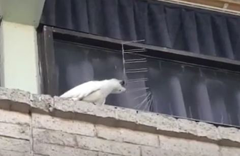 Chu vet co “IQ vo cuc” va hanh dong lam ai cung choang vang