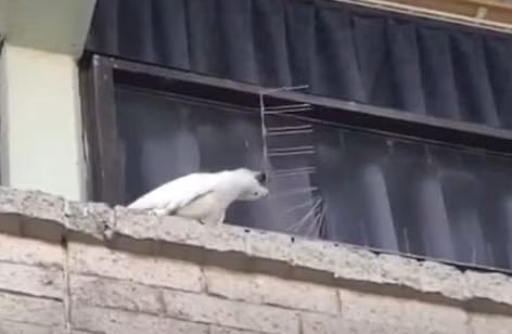 Chú vẹt có “IQ vô cực” và hành động làm ai cũng choáng váng Chu vet co “IQ vo cuc” va hanh dong lam ai cung choang vang