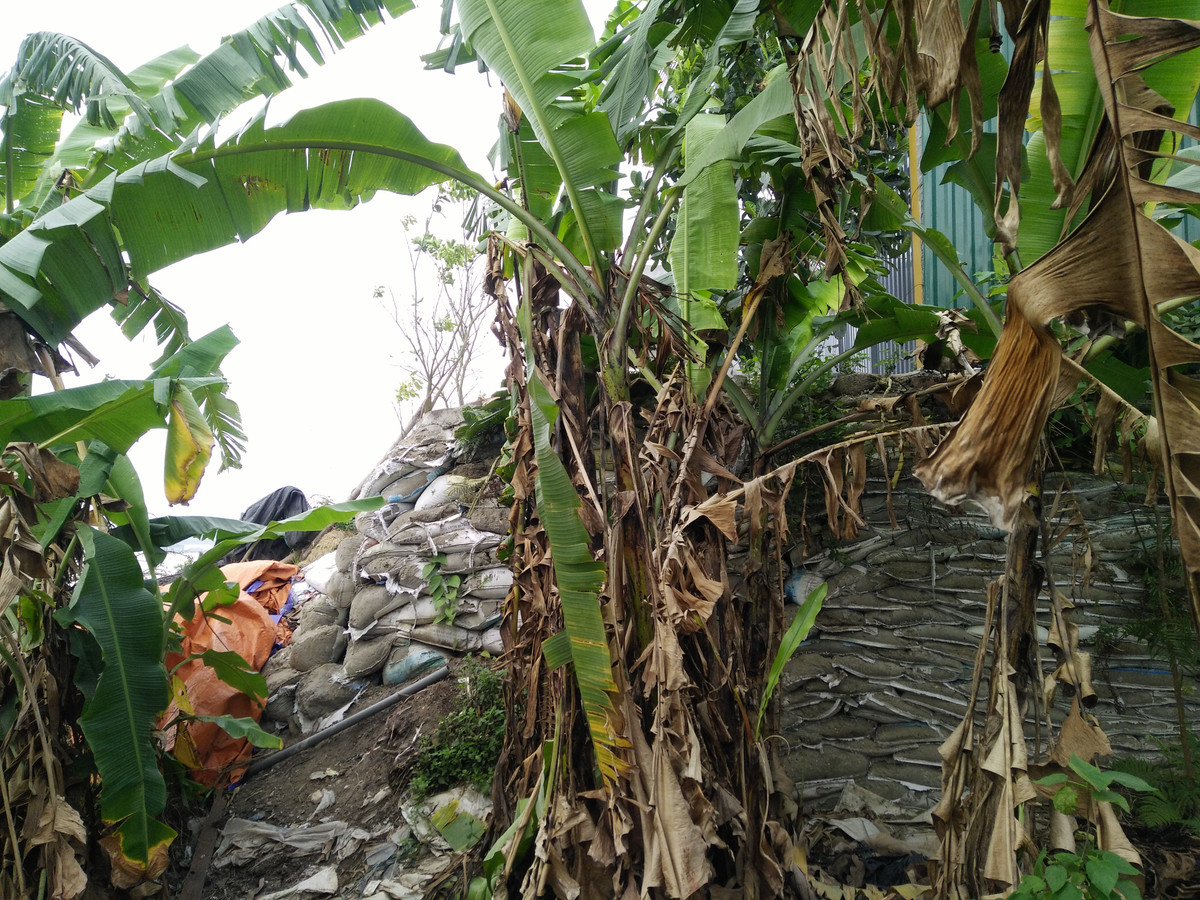 Diện tích khu vực hành lang thoát lũ sông Hồng chảy qua tổ 36 phố Bắc Cầu, phường Ngọc Thụy ngày càng bị thu hẹp.