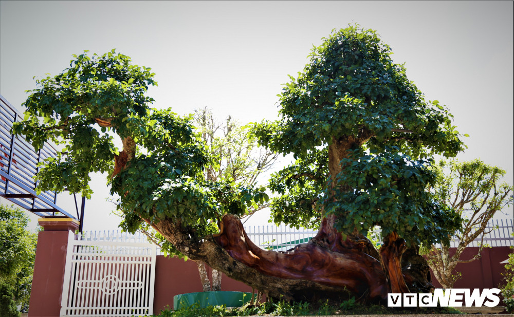 Dai gia pho nui so huu cay trac co thu tram tuoi tri gia hang ty dong