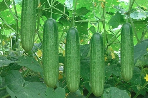 5 loai rau qua ma got vo khac nao vut bo dinh duong-Hinh-3