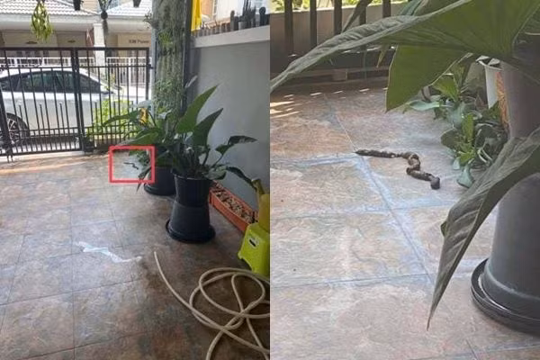 Ba noi keu co ran, chau voi ve va su that gay choang