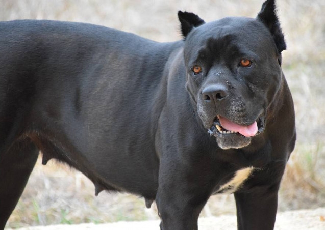 Hai hung thieu nu bi 6 cho cung tan cong nguy kich