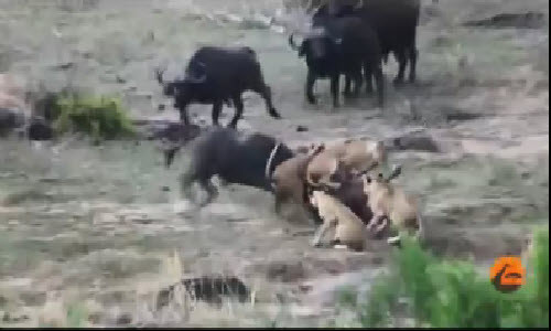 Trau rung hung han giai cuu dong loai khoi bay su tu