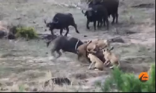 Trau rung hung han giai cuu dong loai khoi bay su tu