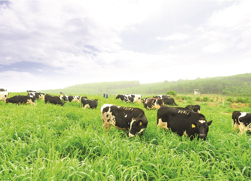 Anh Hung Lao dong Thai Huong duoc ton vinh Nha Lanh dao phat trien ben vung cua nam o hang muc toan cau