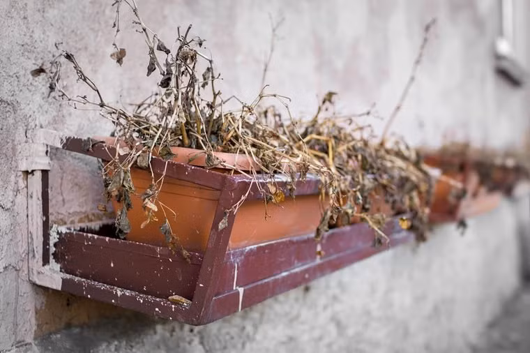 Cây khô hoặc đã chết Bạn muốn có một ngôi nhà gần gũi thiên nhiên, tràn đầy năng lượng tích cực, đừng để cây khô, cây chết ở bất kỳ đâu. Trang trí bằng những thứ thiếu sức sống được cho là “rước” năng lượng chết vào cuộc sống của bạn.