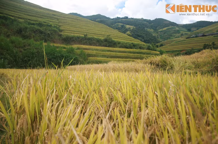 Bức tranh của lúa, cây và núi cộng thêm chút âm hưởng của mây trời thật đáng để chiêm ngưỡng.