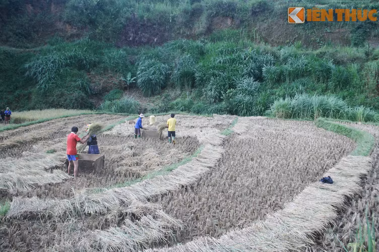 Có lẽ trong cuộc đời, dù bạn là người không thích du lịch lắm thì cũng nên một lần đến đây vào tháng 10 khi những ruộng lúa cuối cùng sắp được gặt xong. Mời bạn xem góc nhìn của PV Kiến Thức vừa từ Mù Cang Chải gửi về.