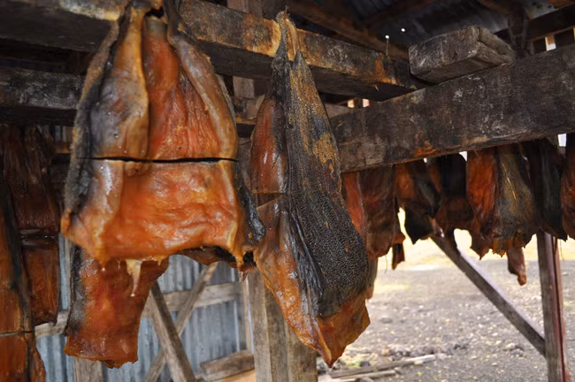 Thịt cá mập được treo trong nhà kho, tránh ánh nắng mặt trời và phơi khô khoảng 2 -4 tháng. Gió thổi làm cho lớp bên ngoài thịt có màu nâu. Ảnh: Knitbird.