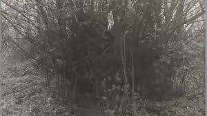 Sau đó, cha mẹ của Tommy trình báo với cảnh sát. Sau khi tiếp nhận thông tin, cảnh sát đã tới hiện trường, kiểm tra và phát hiện một thi hài gần như hoàn chỉnh ở trong thân rỗng của cây du. Họ cũng tìm thấy một chiếc giày, một chiếc nhẫn cưới bằng vàng và một số mảnh quần áo.