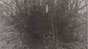 Sau đó, cha mẹ của Tommy trình báo với cảnh sát. Sau khi tiếp nhận thông tin, cảnh sát đã tới hiện trường, kiểm tra và phát hiện một thi hài gần như hoàn chỉnh ở trong thân rỗng của cây du. Họ cũng tìm thấy một chiếc giày, một chiếc nhẫn cưới bằng vàng và một số mảnh quần áo.