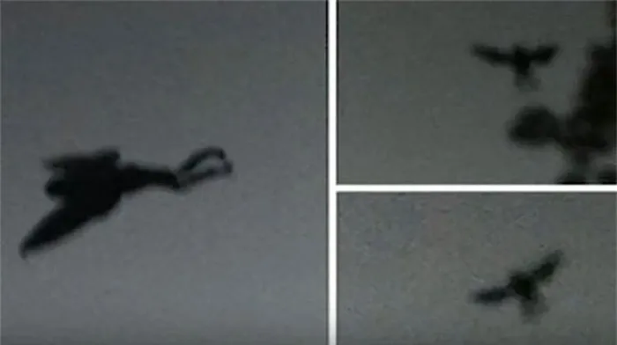 Sinh vật Mothman bí ẩn thường xuất hiện vào ban đêm. Mỗi lần nó xuất hiện, chó của nhiều gia đình sủa dữ dội. Tuy nhiên, đến sáng hôm sau, những con chó này biến mất bí ẩn hoặc được phát hiện chết trên đường.