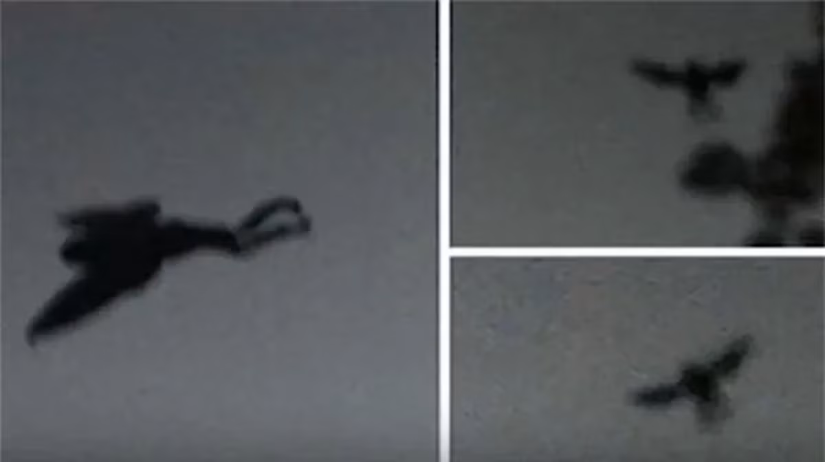 Sinh vật Mothman bí ẩn thường xuất hiện vào ban đêm. Mỗi lần nó xuất hiện, chó của nhiều gia đình sủa dữ dội. Tuy nhiên, đến sáng hôm sau, những con chó này biến mất bí ẩn hoặc được phát hiện chết trên đường.