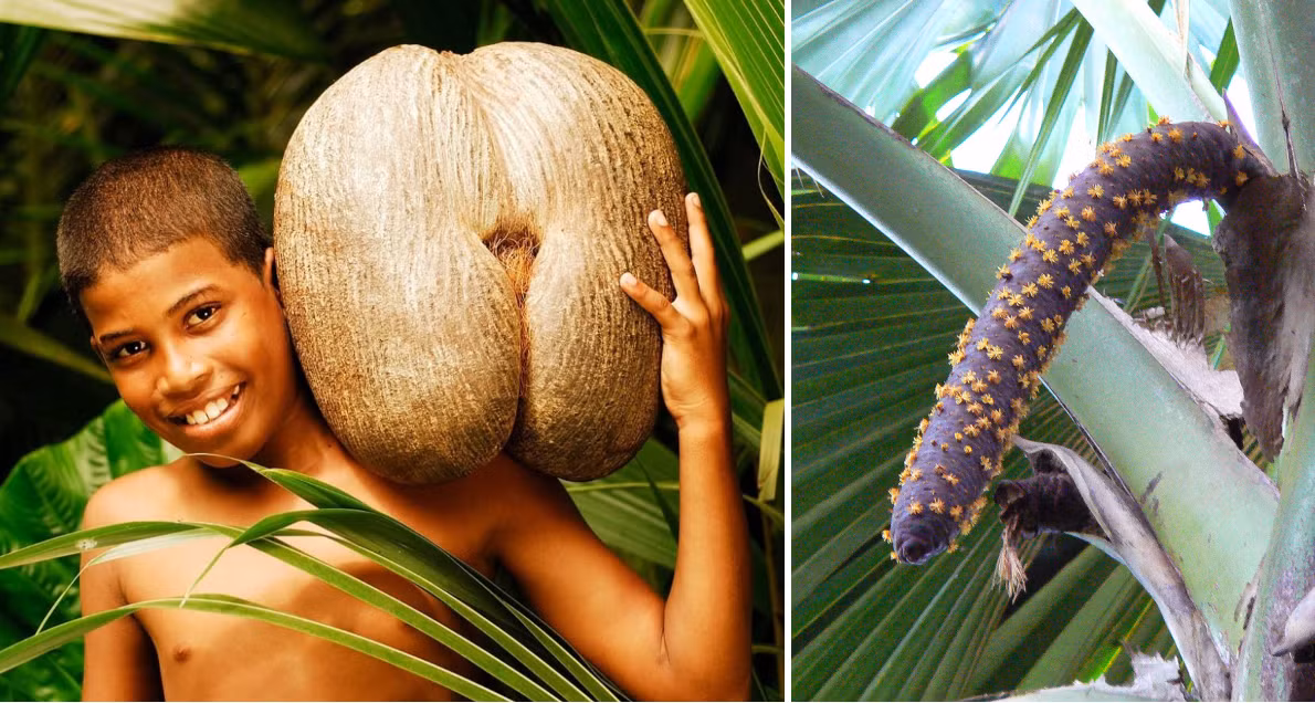 Khác với nhiều loại dừa thông thường, coco de mer chia thành 2 loại: cây đực và cây cái. Trong đó, cây cái cho ra quả giống hình vòng 3 phụ nữ trong khi cây đực cho ra hoa giống hình "của quý" của đàn ông.