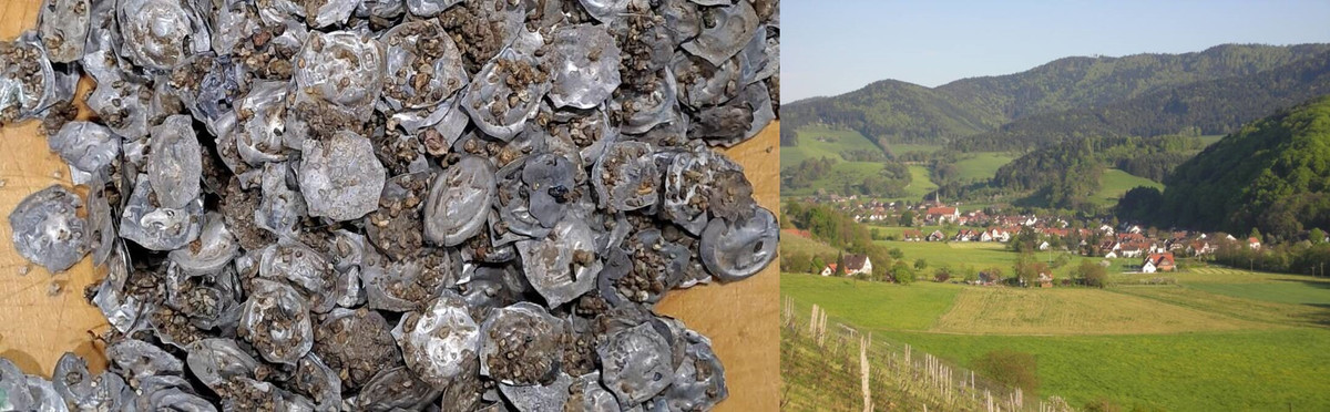 Vào đầu tháng 5/2024, các công nhân bắt đầu thi công lắp đặt đường ống ở Glottertal, bang Baden-Württemberg - Đức. Trong quá trình làm việc, họ bất ngờ phát hiện một kho báu tiền xu giá trị.