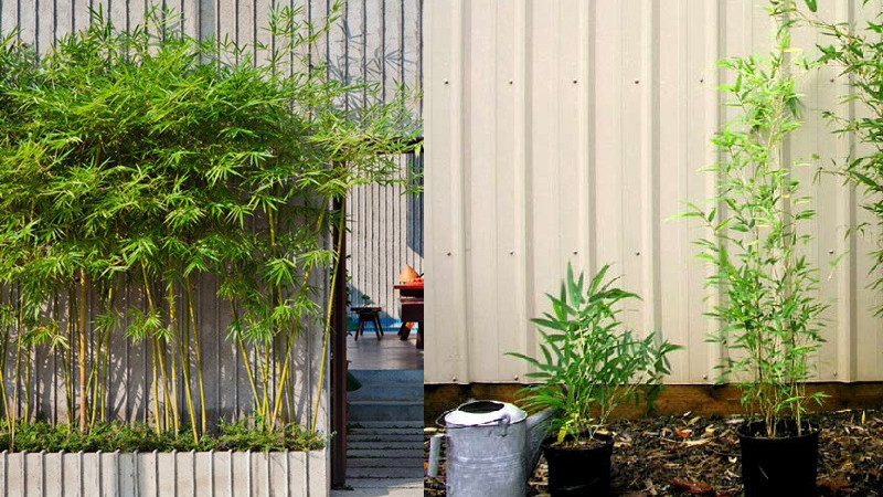 Nhiều gia đình lựa chọn trồng cây tre, trúc, tùng... trước cửa chính. Những loại cây cảnh này được cho là mang đến may mắn, tài lộc cho gia chủ.