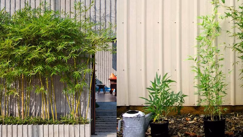 Nhiều gia đình lựa chọn trồng cây tre, trúc, tùng... trước cửa chính. Những loại cây cảnh này được cho là mang đến may mắn, tài lộc cho gia chủ.