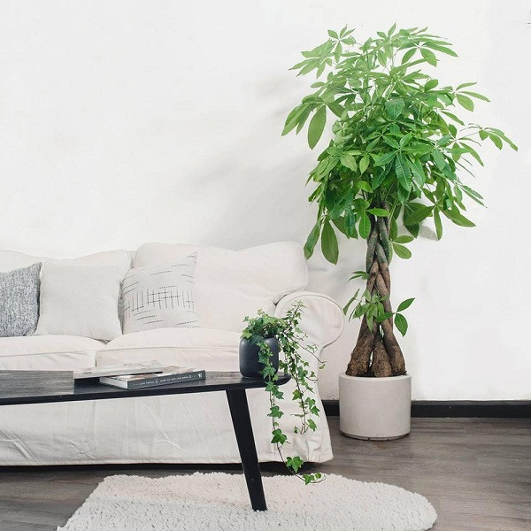 Đặt cây cảnh tại phòng khách. Phòng khách không chỉ là không gian sinh hoạt chung của gia đình mà còn là là nơi gia chủ tiếp đón khách. Do đó, việc bày trí cây phong thủy trong phòng khách sẽ giúp gia tăng vận khí, mang đến may mắn, bình an, tài lộc cho gia đình.