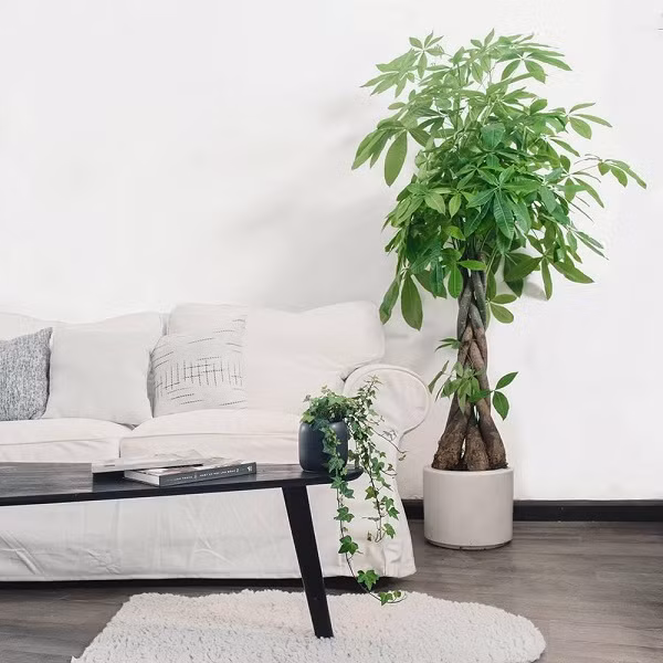 Đặt cây cảnh tại phòng khách. Phòng khách không chỉ là không gian sinh hoạt chung của gia đình mà còn là là nơi gia chủ tiếp đón khách. Do đó, việc bày trí cây phong thủy trong phòng khách sẽ giúp gia tăng vận khí, mang đến may mắn, bình an, tài lộc cho gia đình.