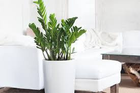 Những loại cây phong thủy được nhiều gia đình bày trí trong phòng khách gồm: cây kim tiền, cây kim ngân, cây thiết mộc lan, cây ngọc ngân. Trong đó, cây kim tiền được nhiều người lựa chọn nhất. Loại cây này có tán lá sum suê, lá đẹp, bóng, xanh mượt tượng trưng cho sự gia tăng về tài lộc, tiền bạc nhiều không đếm xuể và nhiều may mắn.