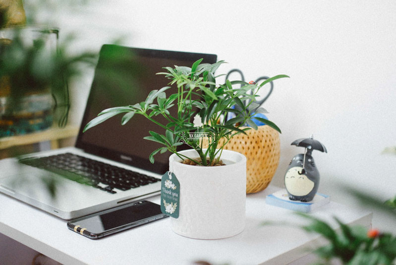 Không những vậy, chuyên gia phong thủy cho hay bày trí cây cảnh trên bàn làm việc sẽ giúp duy trì năng lượng tích cực.