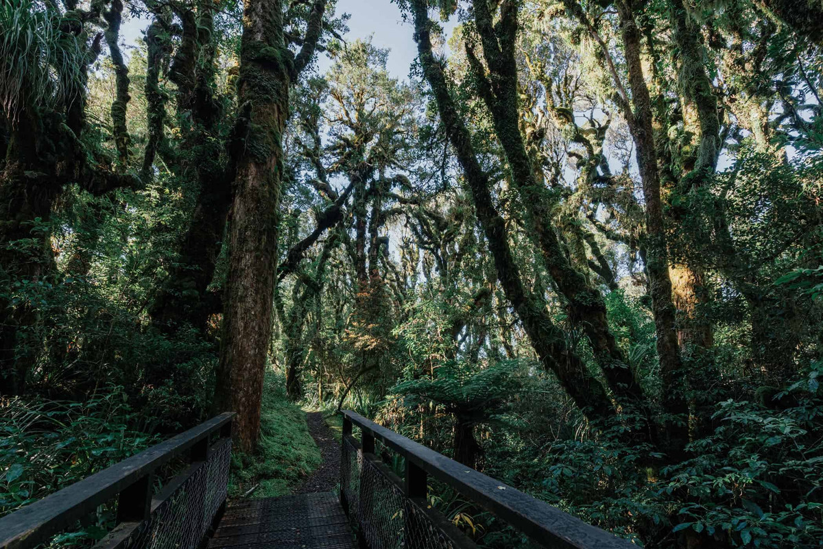 Nhiều người đã đến con đường đi bộ Kamahi mệnh danh là "khu rừng yêu tinh" để đi bộ, ngắm nhìn, khám phá khung cảnh kỳ bí, ma quái tại nơi đây.