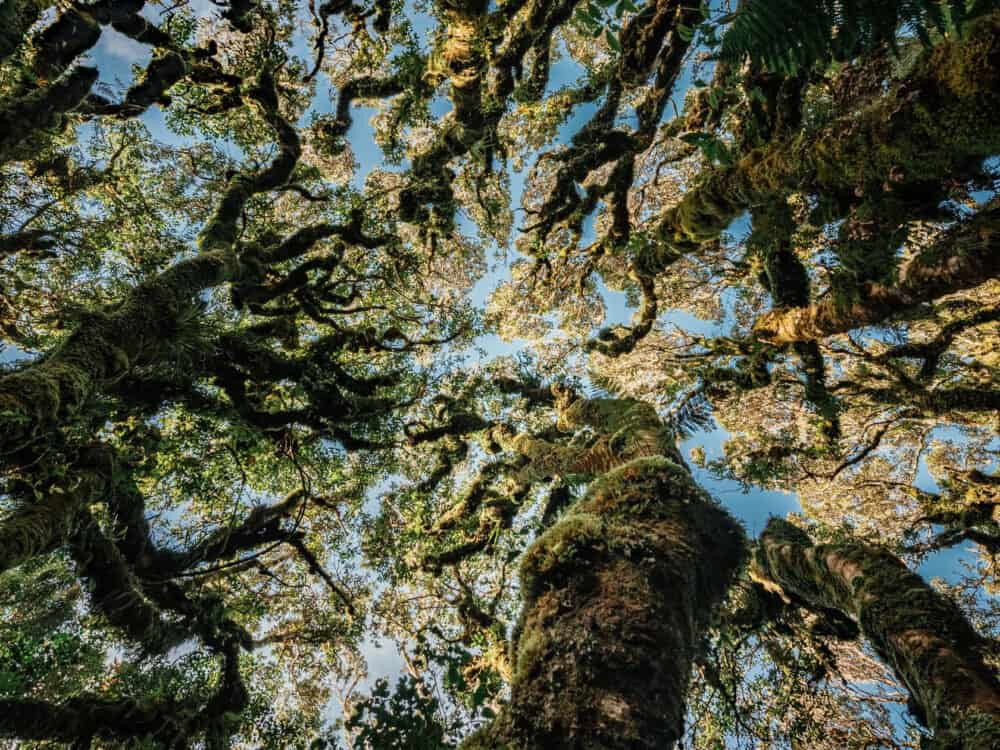 Trong đó, những cây kamahi lâu năm mọc trên thân những cây khác. Không những vậy, cành và thân cây uốn cong, thậm chí xoắn lại một cách khó tin.