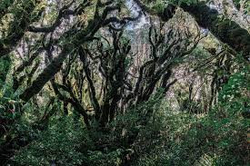 Khi nhìn những cây kamahi này, nhiều người liên tưởng chúng khá giống như tứ chi của yêu tinh trong các giai thoại, truyền thuyết.