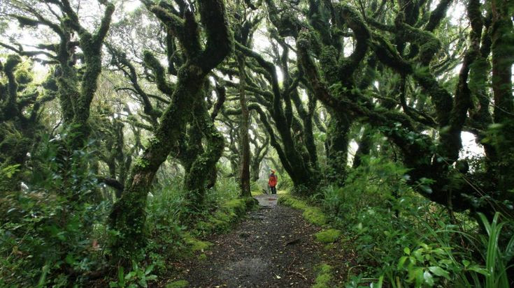 “Khu rừng yêu tinh” còn mang đến cảm giác ma quái, kỳ bí hơn khi rêu treo, dương xỉ và rêu gan mọc khắp thân cây.