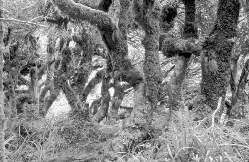 Ngoài ra, nhiều người đi bộ qua "khu rừng yêu tinh" để tới các bể bơi Wilkies, ngâm mình trong làn nước trong mát.