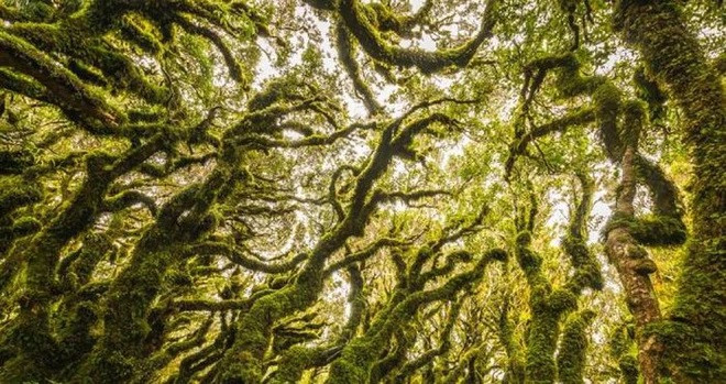 Sở dĩ Con đường đi bộ Kamahi còn được gọi là “khu rừng yêu tinh” là bởi nơi đây có những cành và thân cây hình dạng khác thường.