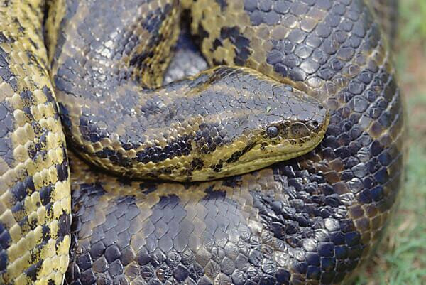 Thức ăn ưa thích của loài trăn anaconda xanh bao gồm: lợn rừng, hươu, chim, rùa, cá sấu, thậm chí đôi khi cả báo đốm.