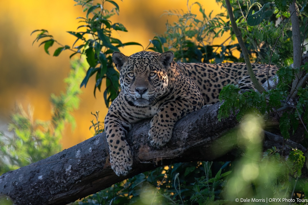 Với cơ thể to lớn và sức mạnh đáng gờm, mỗi con báo đốm Pantanal trở thành những kẻ săn mồi đáng sợ. Chúng có thể dễ dàng tấn công, ăn thịt một con cá sấu hung dữ.