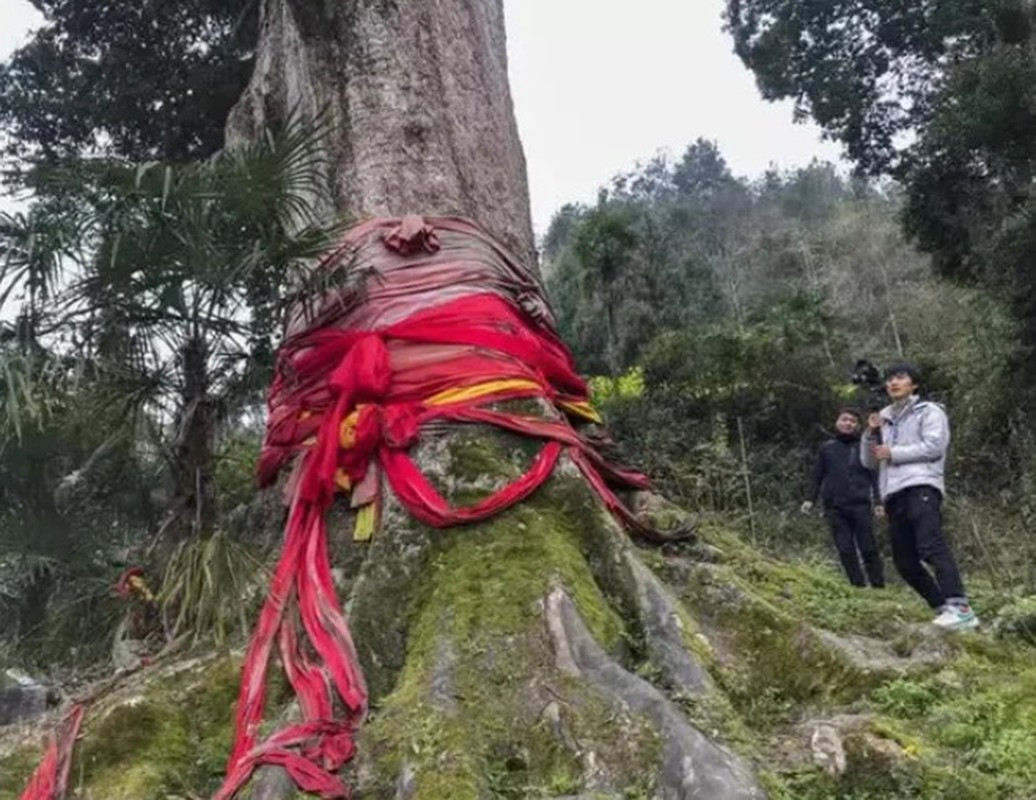Vào mùa Đông, khi sờ vào gỗ Kim Tơ Nam Mộc không bị lạnh nên hoàng đế và hoàng tộc Trung Quốc thời phong kiến thường dùng nó để làm giường, đồ nội thất.