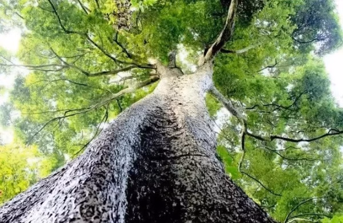 Kim Tơ Nam Mộc có mùi thơm tự nhiên, giúp xua đuổi côn trùng.