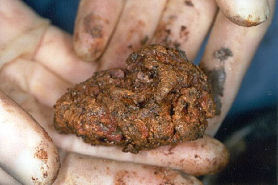 Cụ thể, các mô và cơ quan nội tạng của người cổ đại trên đã trở thành bùn, tóc biến thành bụi. Các chuyên gia tìm thấy một số mảnh xương của người này, đặc biệt là một mảnh não nhỏ còn gần như nguyên vẹn.