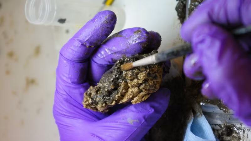 Việc "bộ não Heslington" còn gần như nguyên vẹn theo thời gian khiến các chuyên gia tò mò vì sao nó được bảo quản tốt đến như vậy. Sau một thời gian nghiên cứu, các chuyên gia tin rằng đã tìm ra câu trả lời. Họ cho hay một hợp chất bí ẩn chảy ra từ bộ não đã góp phần giúp bảo quản "bộ não Heslington" vẹn nguyên.