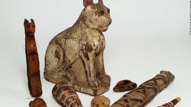 Xác con vật được thợ ướp xác phủ một lớp kháng khuẩn là một hỗn hợp gồm nhựa thông và sáp ong. Lớp phủ này có vai trò quan trọng bởi nó giúp cho xác ướp không bị phân hủy.