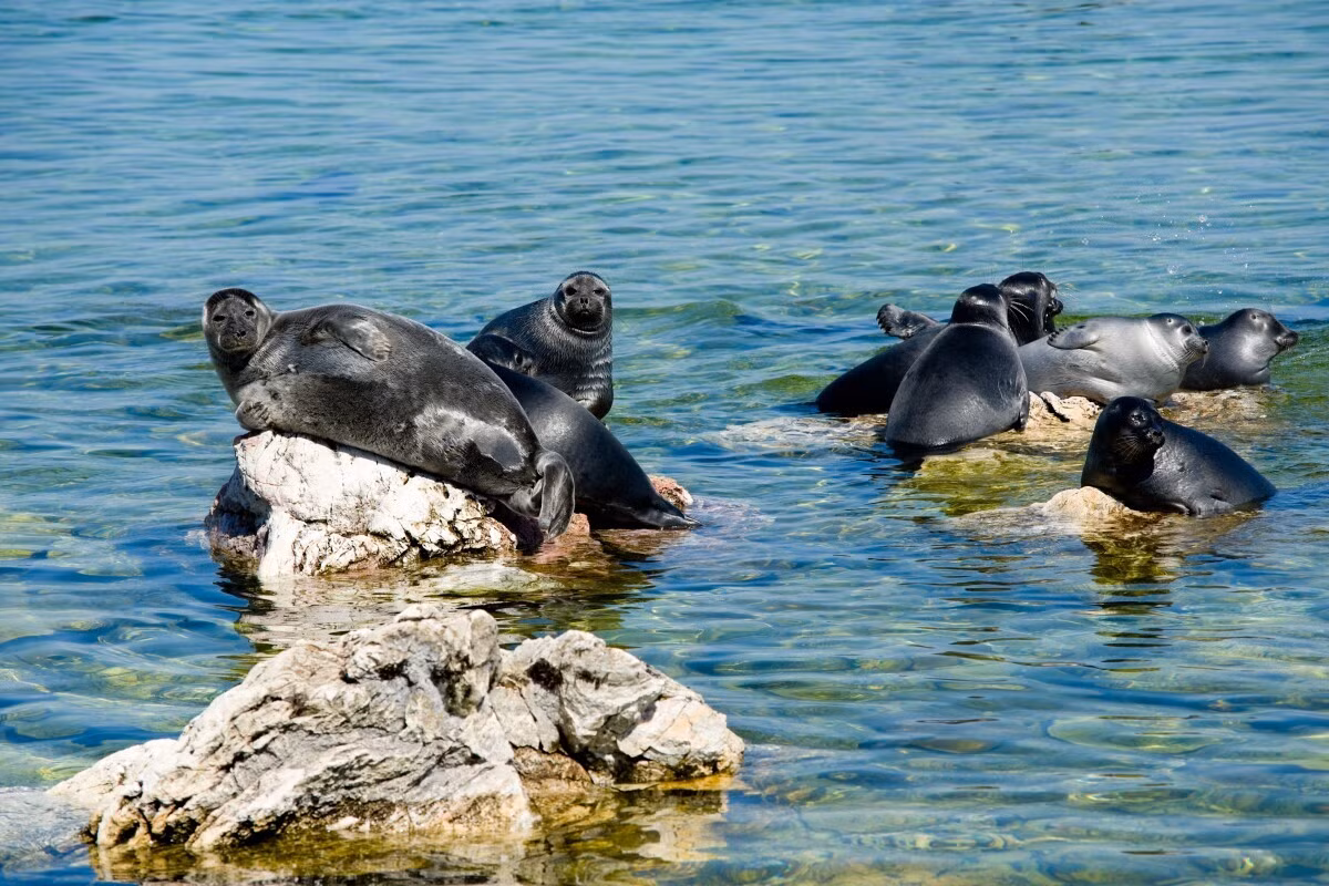 Được mệnh danh là "Hòn ngọc của nước Nga", hồ Baikal là nơi sinh sống của hơn 2.000 loài động thực vật. Trong số này, 2/3 trong số đó không thể tìm thấy ở nơi nào khác trên thế giới, bao gồm cá omul Baikal, hải cẩu Baikal và cá dầu Baikal.